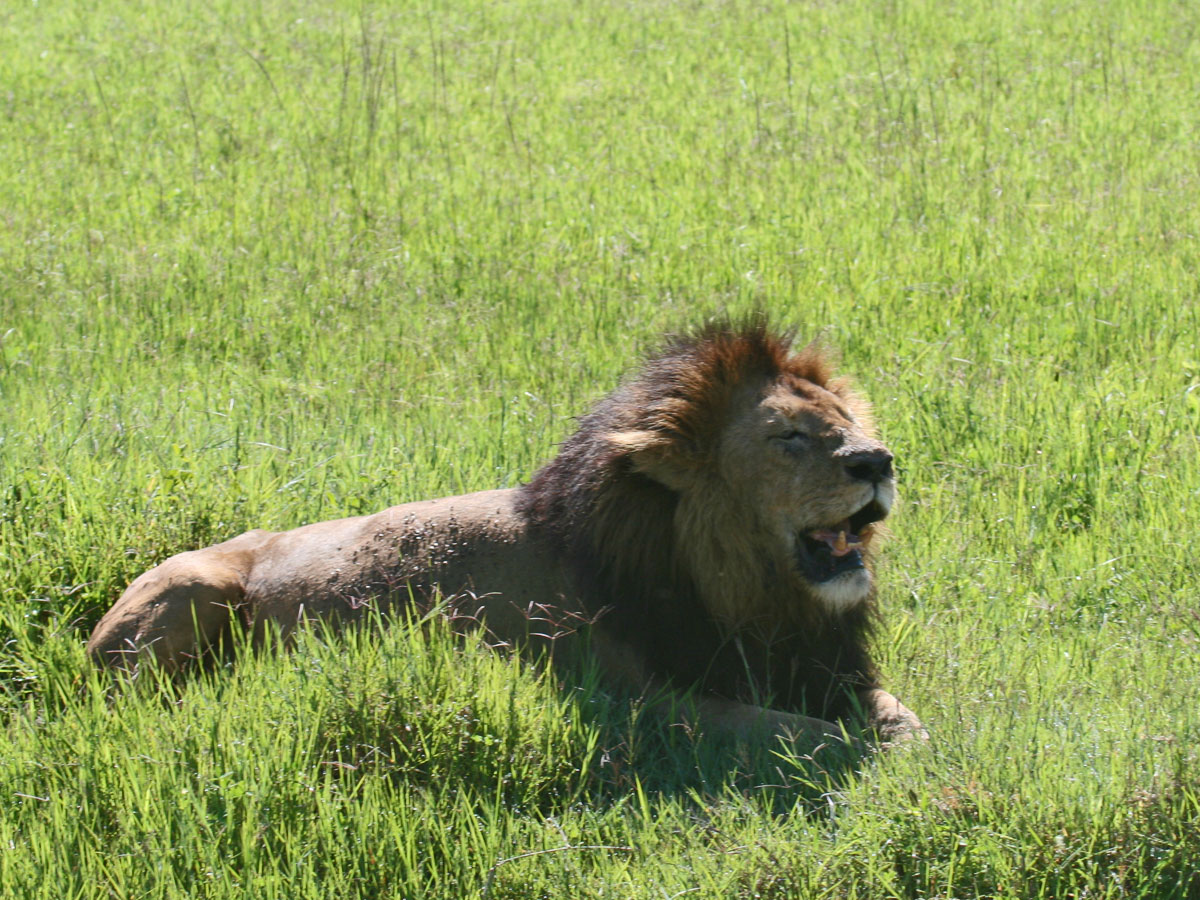 wp-content/uploads/itineraries/Safari/safari-ngorongoro (4).jpg